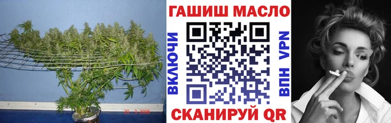 где можно купить наркотик  Сертолово  ТГК гашишное масло 